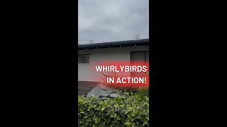 See our whirlybirds in action 🎬 [upl. by Wenz534]