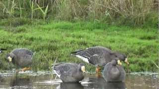 Greenland Whitefronted Goose Porth Hellick Pool Scilly 291012 [upl. by Mukerji]