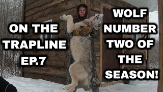 On the Trapline Ep 7  Wolf 2 Snaring Wolves with Wolfmaster Power Rams [upl. by Ainar395]