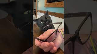 Shadow needs glasses ailurophile minipanther shadow blackcatshortsvideo [upl. by Nothgierc175]