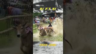 COW RACE 61 FT 61 ❗PACU JAWI shortvideo pacujawi cowrace karapansapi pacujalur [upl. by Neelram477]