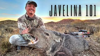 How to hunt javelina with a bow amp arrow [upl. by Akyssej]