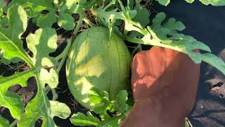 Kaho Watermelon HandPollination Short Vines amp Early Female Blooms [upl. by Fifine]