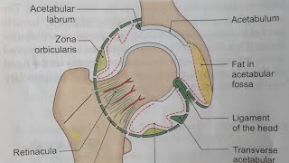 HIP JOINTNOTESBDCHAURASIALOWER LIMB ANATOMY [upl. by Ellednek953]