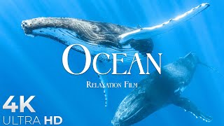 The Ocean 4K UltraHD Relaxation Film  Peaceful Relaxing Music  4k Video UltraHD [upl. by Ellednahc]