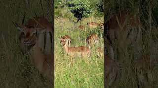 Kruger Connoisseur Male Impala Savors a Sweet Treat 🌿😋 [upl. by Nylirehs]