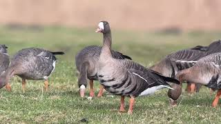 Oie rieuse White Fronted Goose Anser albifrons Klemskerke B janvier 2024 [upl. by Elletnohs]