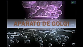 BMCII Aparato de Golgi y Lisosoma [upl. by Aelem342]