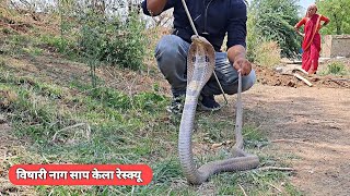 बिळामधून बाहेर काढला विषारी नाग  cobra [upl. by Shornick]