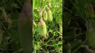 Crotalaria retusa crotalariaretusa plant shorts [upl. by Kcirrem745]