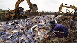 Amazing After Raining 2024 Best Catch a lot Big Catfish amp Copper Fish A lot Back Water [upl. by Atinav]