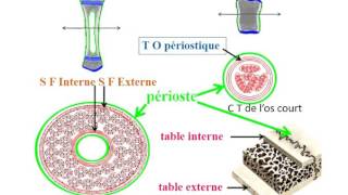 HISTOLOGIE LE TISSU OSSEUR [upl. by Adnilahs668]