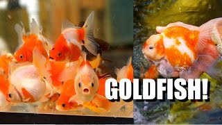 EXTREME GOLDFISH PASSION Breeding New Types in Hawaii [upl. by Rintoul]