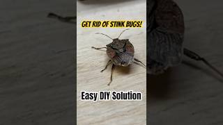 Eliminate stink bugs easily this fall stinkbug diy [upl. by Bough]