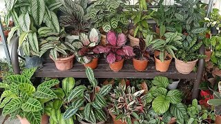 19 Types  Varieties Of Calathea  Prayer plant With Names And Comparison [upl. by Benedix]