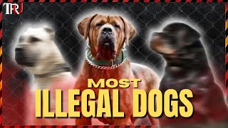 TOP 6 ILLEGAL DOG BREEDS [upl. by Day293]