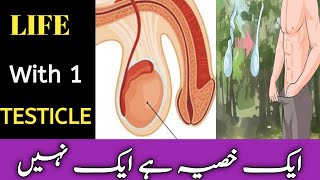 life with 1 testicle  One testicle problem in HindiUrdu [upl. by Lewert]