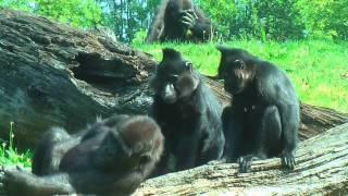 INTERACTION BETWEEN GORILLAS AND MANGABEYS [upl. by Flanders25]