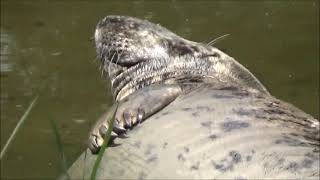 dolfinarium harderwijk parkvideo 2023 [upl. by Shornick]