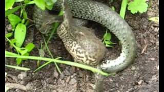 GRAS SNAKE VS TOAD fight for life [upl. by Gabriell788]