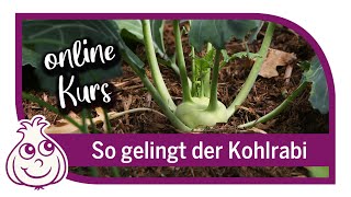 Kohlrabi anbauen  Online Kurs Teil1 [upl. by Mylor]