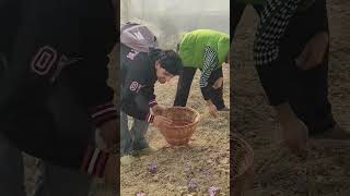 Pampore saffron cultivation music kesariya saffron saffronbenefits [upl. by Ennyroc397]