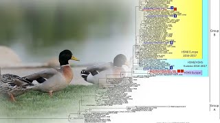 Avian influenza what is the difference between a high and a low pathogenic virus [upl. by Wimsatt]