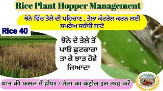 Rice Plant Hopper Management ਝੋਨੇ ਦੇ ਤੇਲੇ  ਹਾੋਰ ਟਿੱਡੇ ਦੀ ਪਗਿਚਾਣ ਤੇ ਕੰਟਰੋਲ Shergill Markhai [upl. by Grogan406]