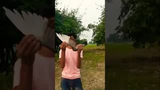 Deewane tum nahi hote 🥺 kabutar kabootar pigeon bird viralvideos video viral shorts [upl. by Eirdua378]