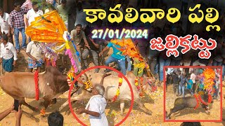 Kavali Vari Palli Jallikattu 🐂  2024 కావలివారి పల్లి జల్లికట్టు  Traditional Chittoor Jallikattu🤯 [upl. by Harrison]