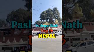 Nepal ke PashupatiNath ji ke Darshan🙏🏻🔥 travelshorts budgettravel kathmandu [upl. by Philcox30]