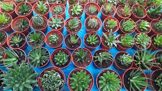 How to Propagate Haworthia Zebra  Haworthia Attenuata  Beautiful Succulents [upl. by Newel]