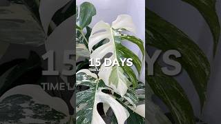 Monstera Albo Time Lapse over 15 days planttimelapse plants houseplants [upl. by Sehcaep466]