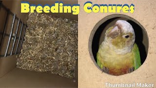 Breeding Conures [upl. by Nadaba]