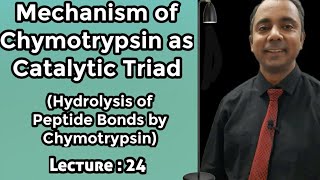 Lecture24 Mechanism of Chymotrypsin as catalytic triad Hydrolysis of Peptide bond by Chymotrypsin [upl. by Ahsinit251]