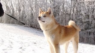 Akita Inu  Kaitô in the Snow [upl. by Roderica]