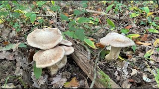 Entoloma sinuatum October 3 2024 [upl. by Nort]