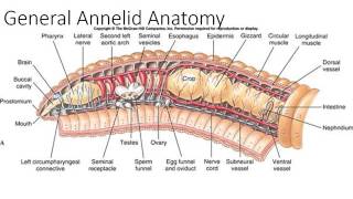 Phylum Annelida Part 1 [upl. by Virgel]