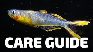 Care Guide for Furcata Rainbowfish  Aquarium CoOp [upl. by Ely186]