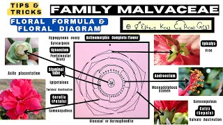 Family Malvaceae  Floral formula  Technical Botany  Floral diagram  Info Biodiversity [upl. by Ahsemot]