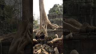 Trees Taking Over Angkors Ancient Temples [upl. by Clerk]