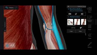 Cubital Fossa Anatomy 3d  Boundaries amp Contents of Cubital Fossa  Medical Medics [upl. by Aisenat]