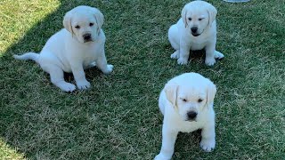 GREAT ESCAPE Adorable Lab Puppies Play Outside [upl. by Gebelein851]