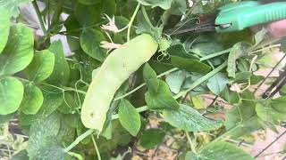 WHEN TO HARVEST YOUR SNOW PEAS FOR SEED [upl. by Uokes297]