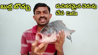 Pond fish Catla details  in telugu [upl. by Yonah]