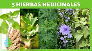 5 PLANTAS MEDICINALES y Para Qué Sirven 🌿✅ Beneficios y Propiedades Medicinales [upl. by Sell]