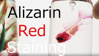 透明標本02：Brief introduction of alizarin red staining 20201130 [upl. by Enitsud]