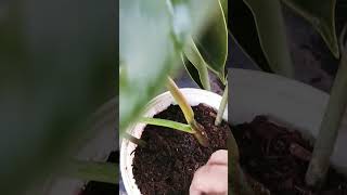 philodendron propogation baghbanilove plantsgardenindoorplants [upl. by Elise]