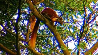 Malabar giant squirrel spotted in pair 🐿️ malabar squirrel [upl. by Raffaj]