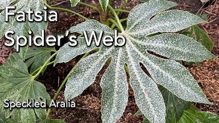 How to grow Fatsia japonica Spiders Web Aralia  Speckled Aralia  Japanese Aralia [upl. by Meehar]